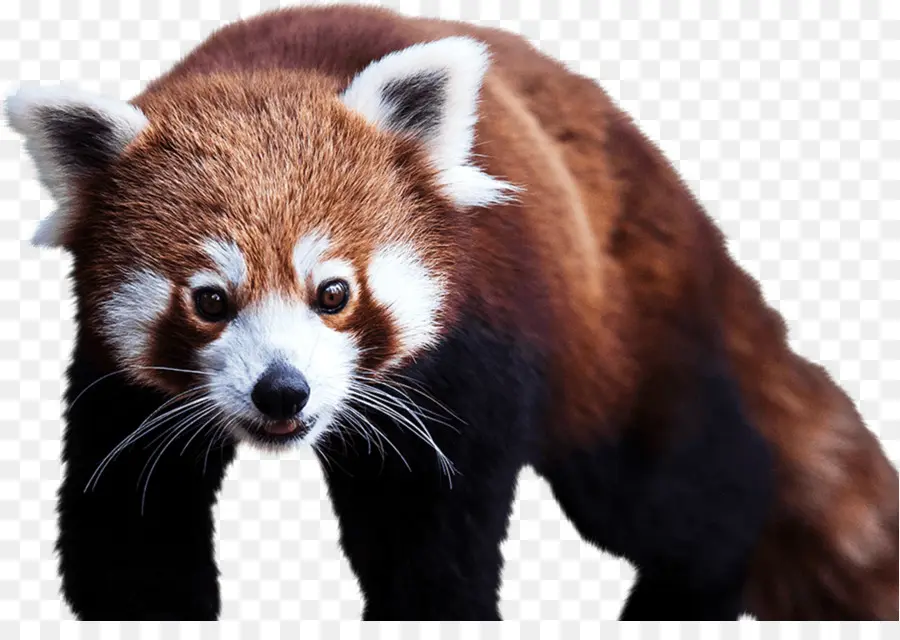 Panda Roux，Mammifère PNG