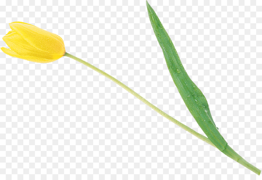 Tulipes Jaunes，Tulipes PNG