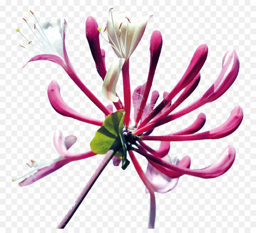 Fleur，Chèvrefeuille PNG