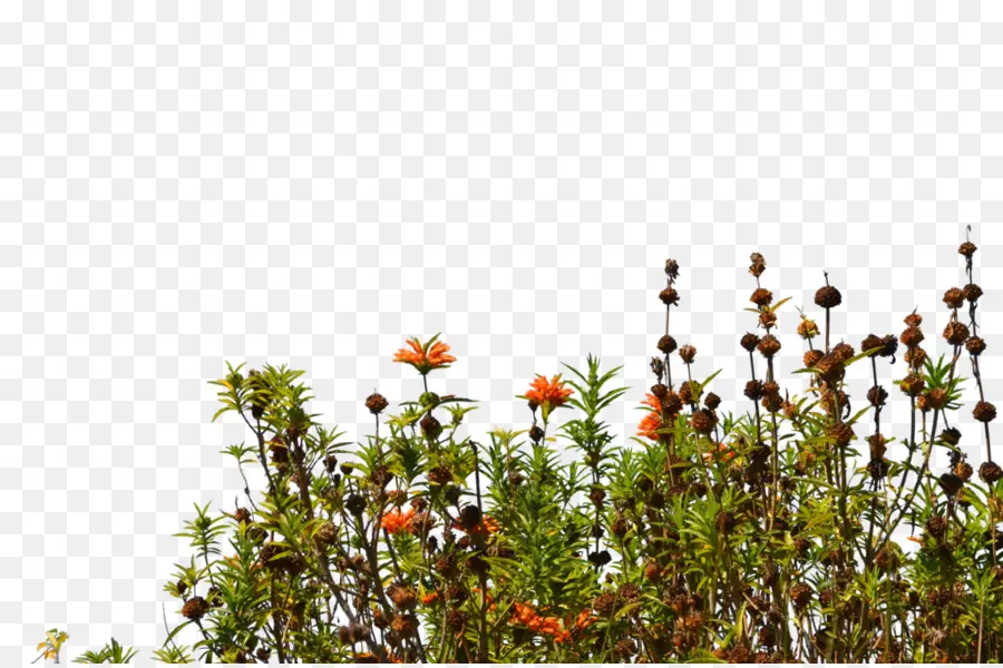 Plantes Sauvages，Nature PNG