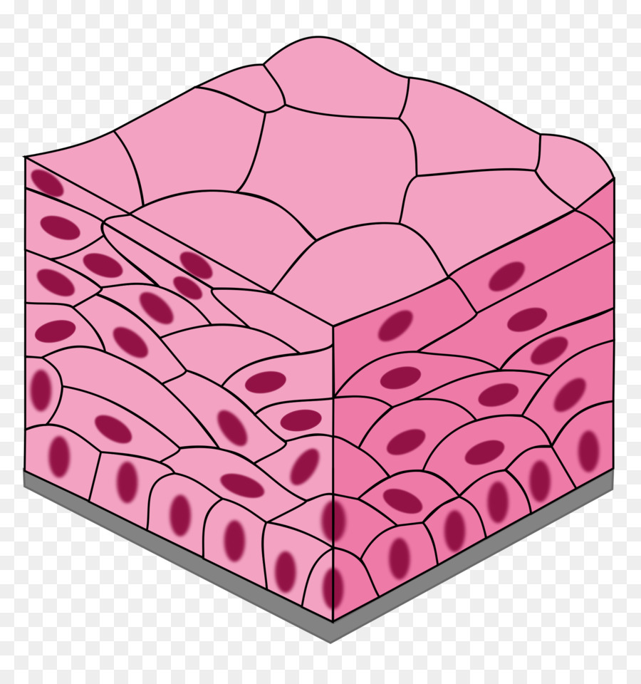 what-are-some-examples-of-epithelial-tissues-quora