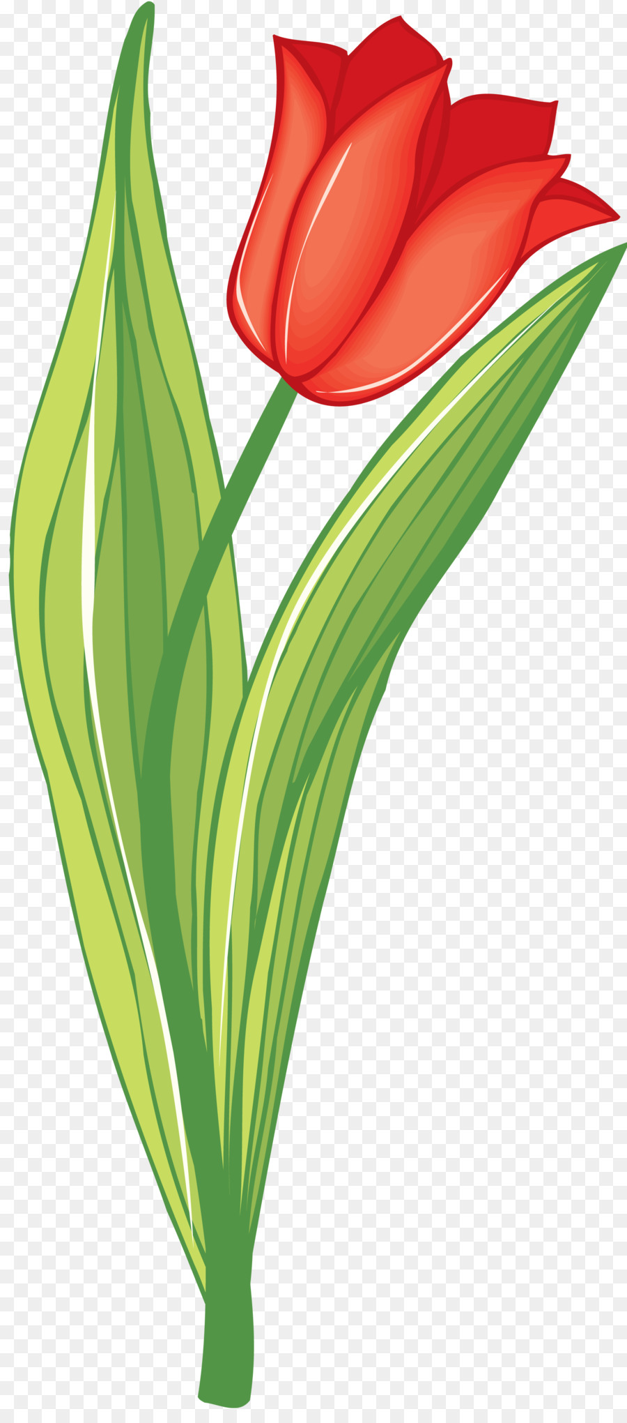 Fleur，Rouge PNG