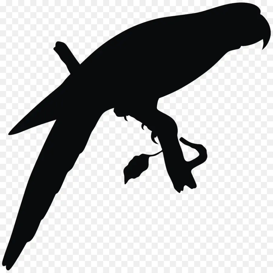 Silhouette De Perroquet，Oiseau PNG