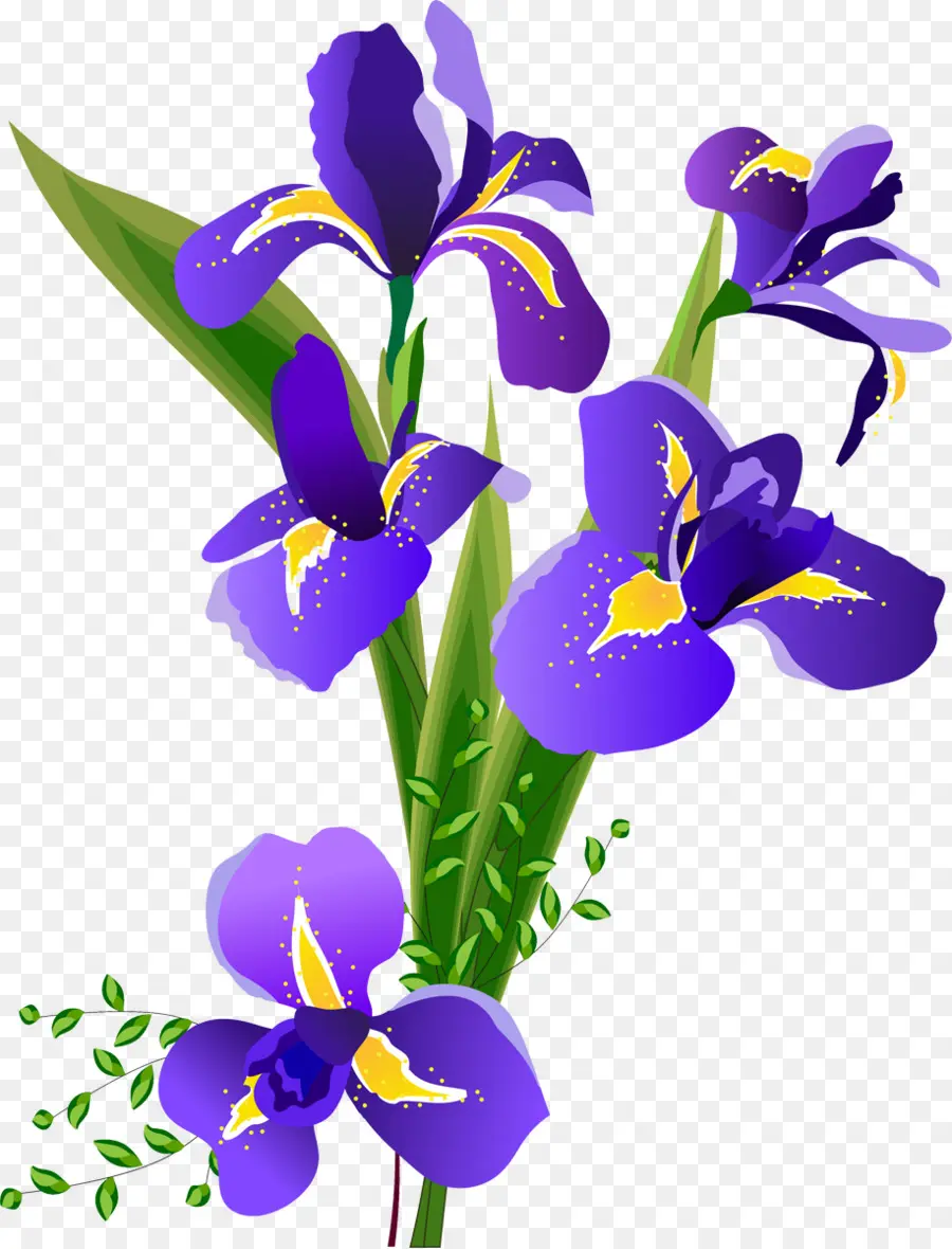 Iris Violet，Iris PNG