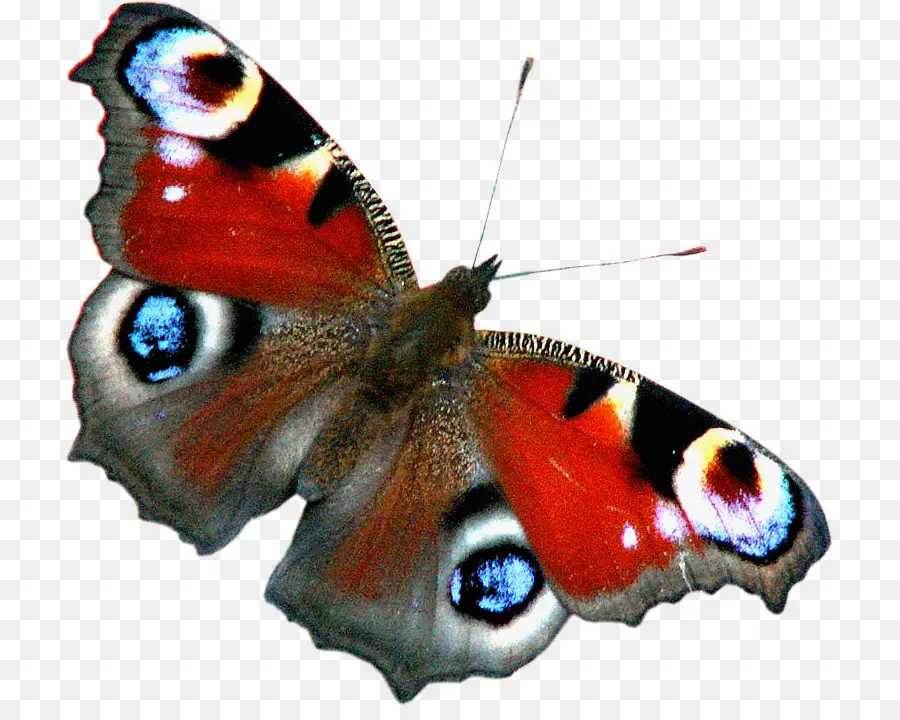 Papillon，Ailes PNG