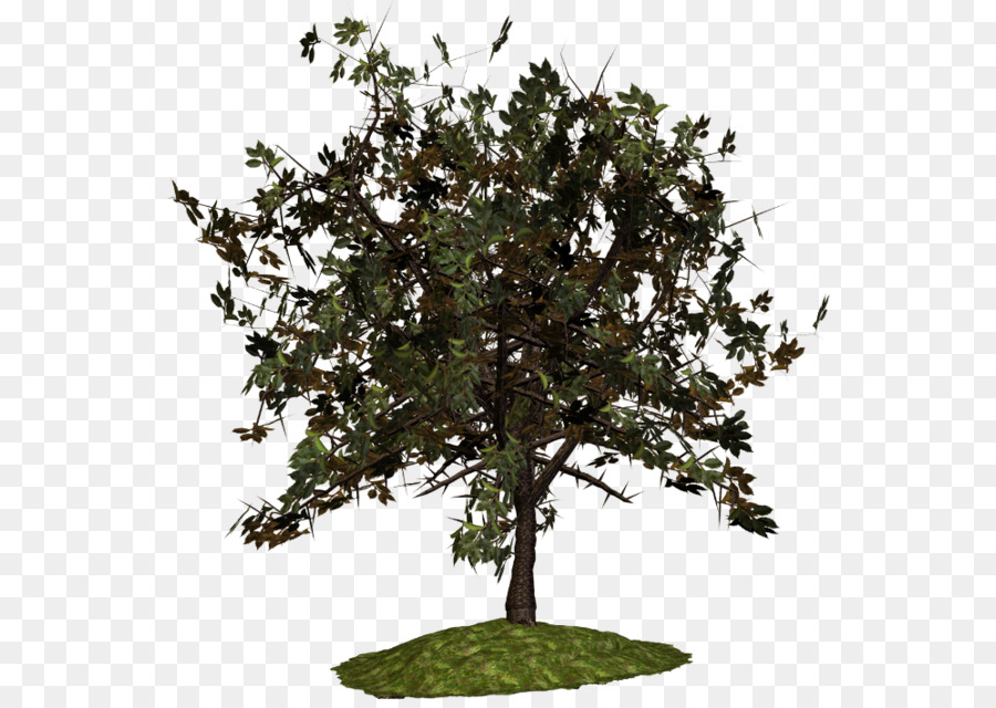 Arbre，Feuilles PNG