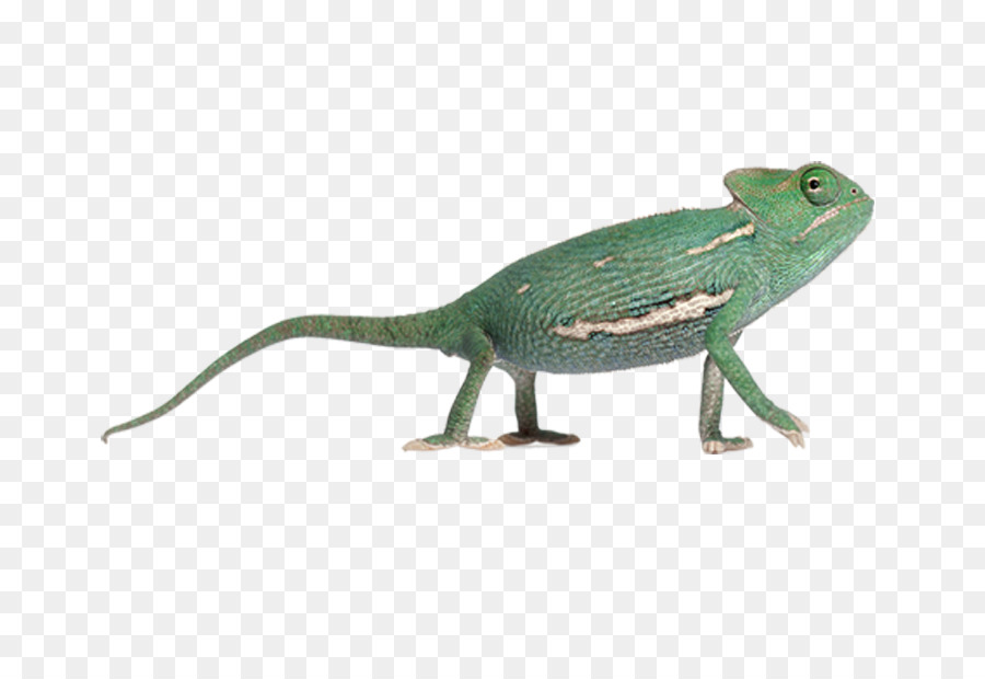 Caméléon，Lézard PNG