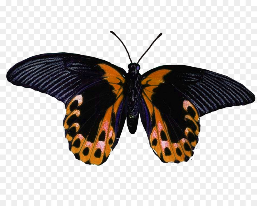 Papillon Monarque，Orange PNG