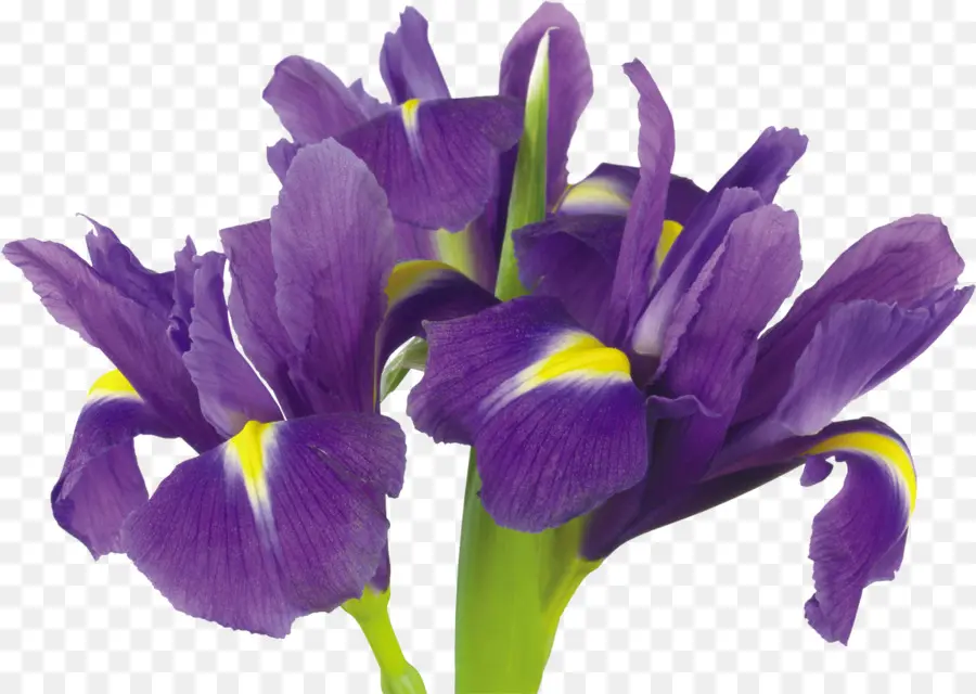 Fleurs Violettes，Iris PNG