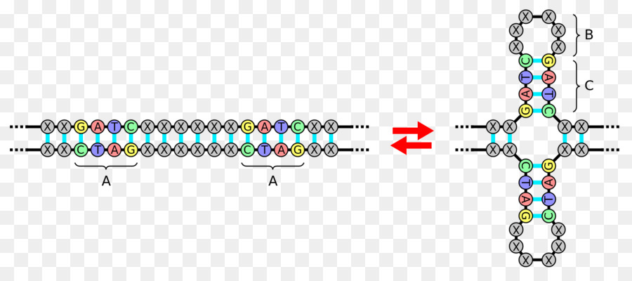 Séquence Palindromique，Palindrome PNG