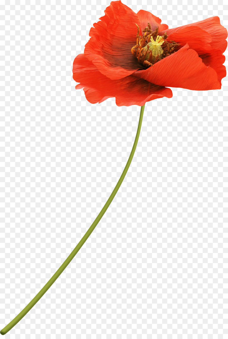 fleur pavot rouge png fleur pavot rouge transparentes png gratuit fleur pavot rouge transparentes png