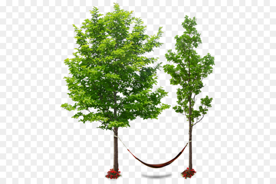 Arbre，Le Rendu PNG