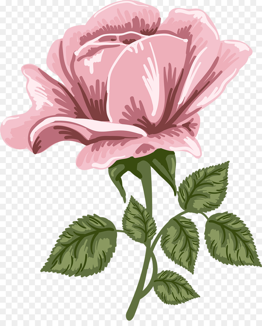 Roses，Floraison PNG