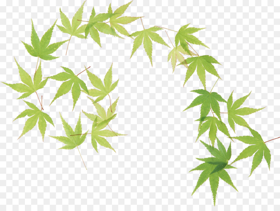 Feuilles Vertes，Bifurquer PNG