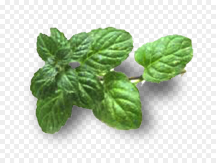 Pouliot，Spicata De Menthe PNG