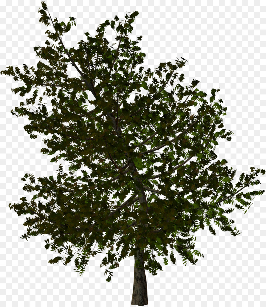 Arbre Vert，Usine PNG