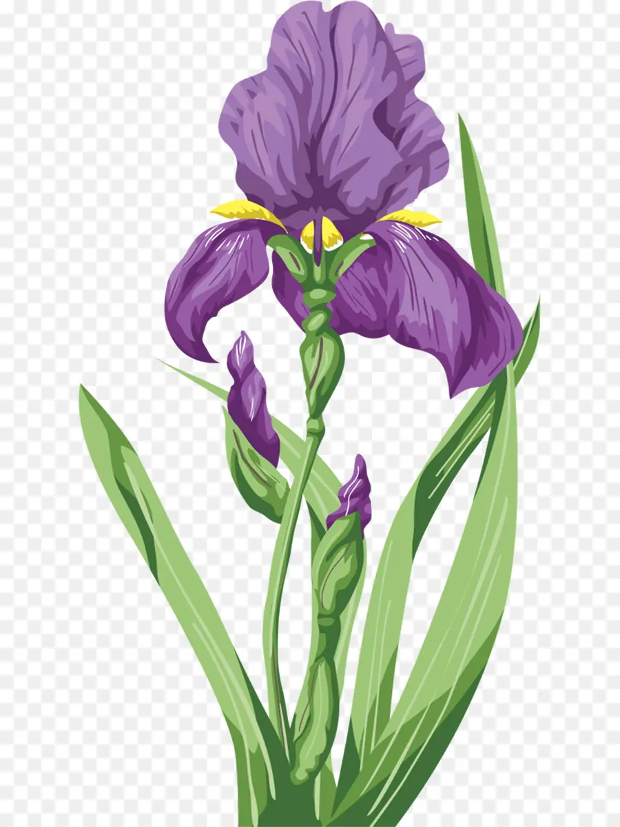 Iris，Fleur PNG