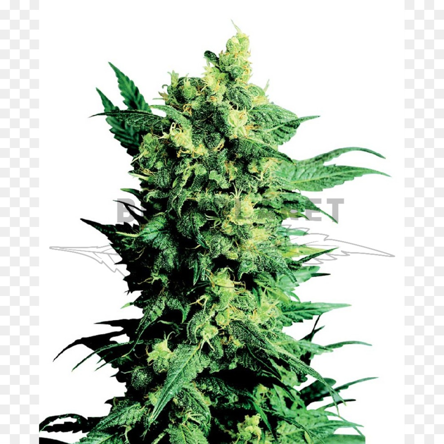 Plante De Cannabis，Feuilles PNG