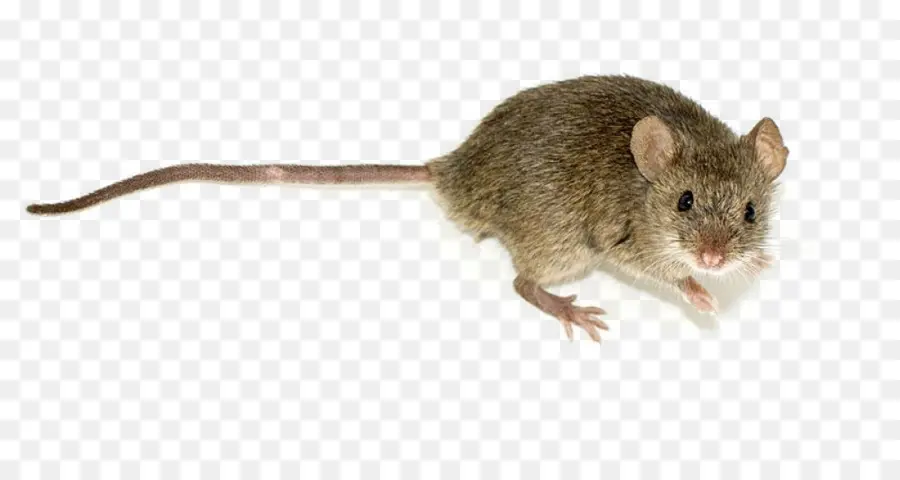 Rat Gris，Rongeur PNG