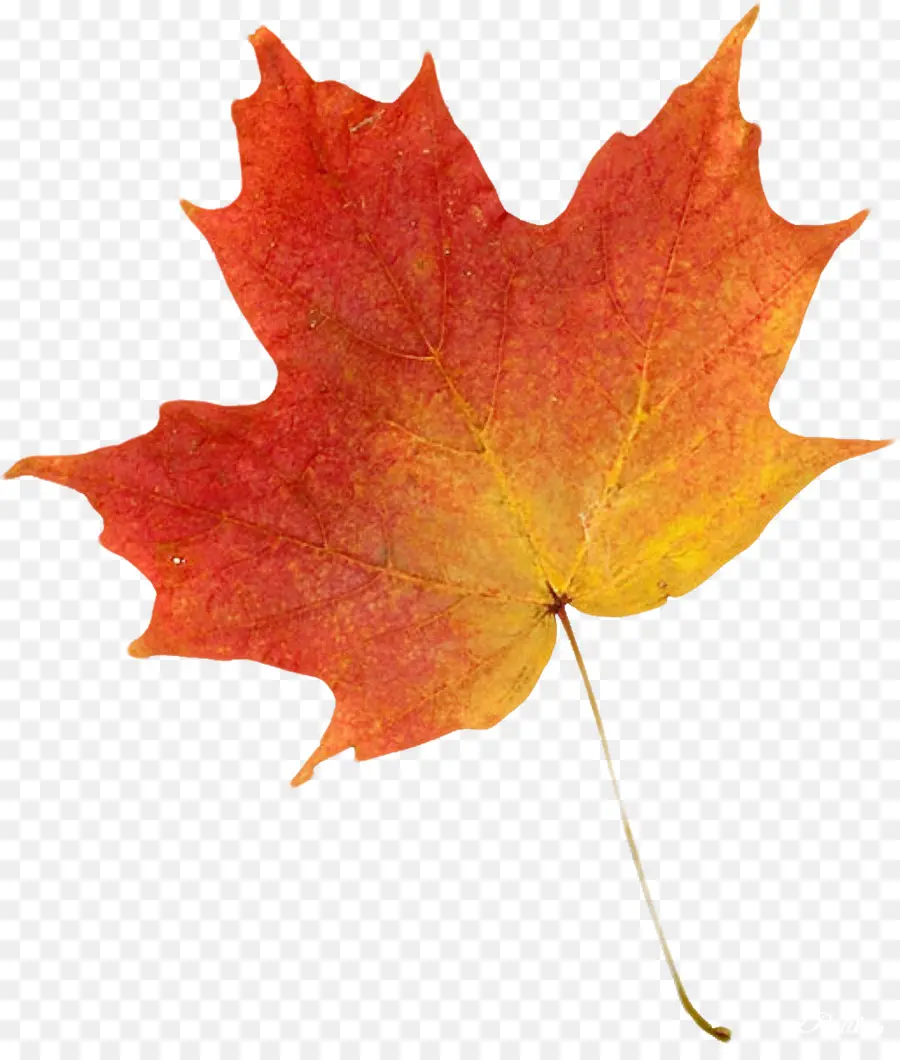 Feuilles D'automne，Automne PNG