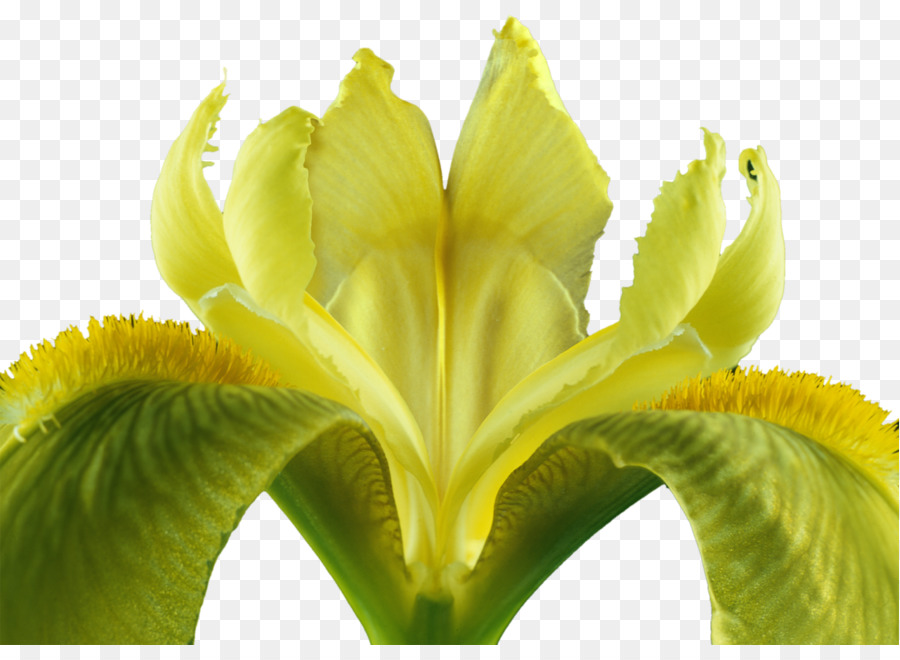 Fleur Jaune，Pétales PNG