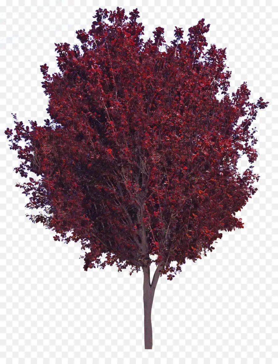 Arbre，Feuilles PNG