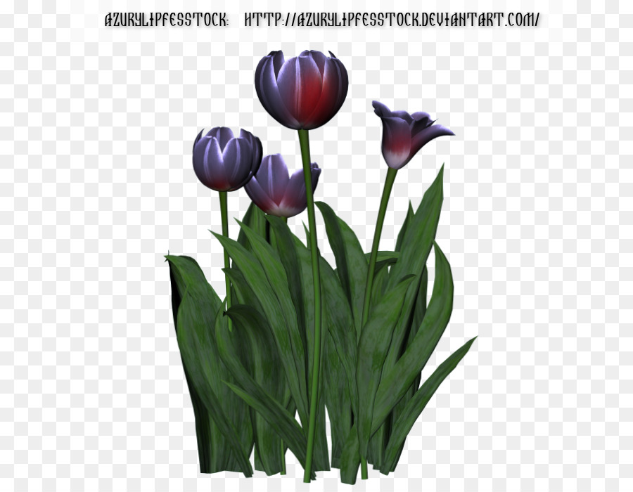 Tulip，Fleur PNG