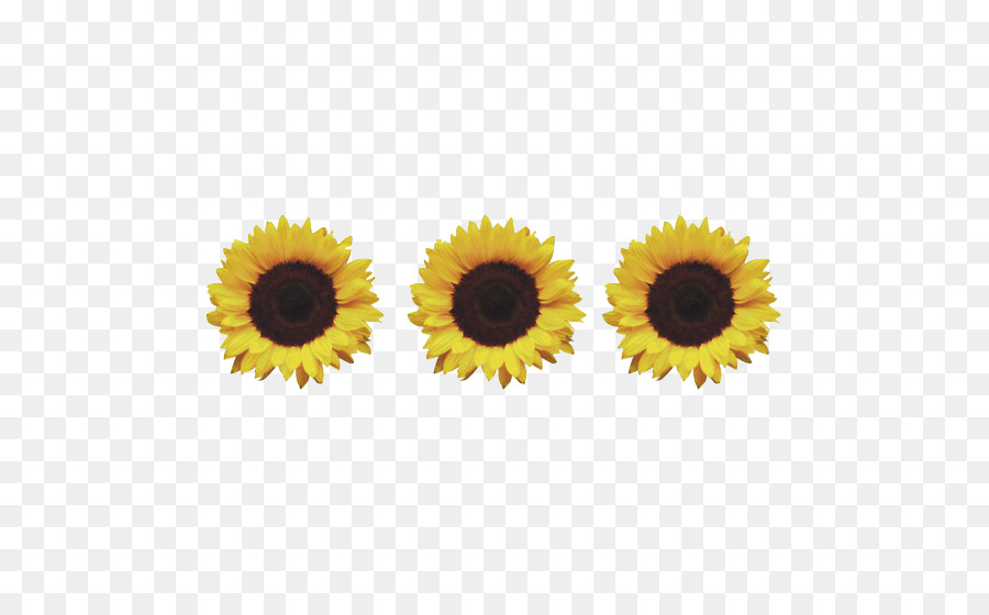 Tournesols，Fleurs PNG