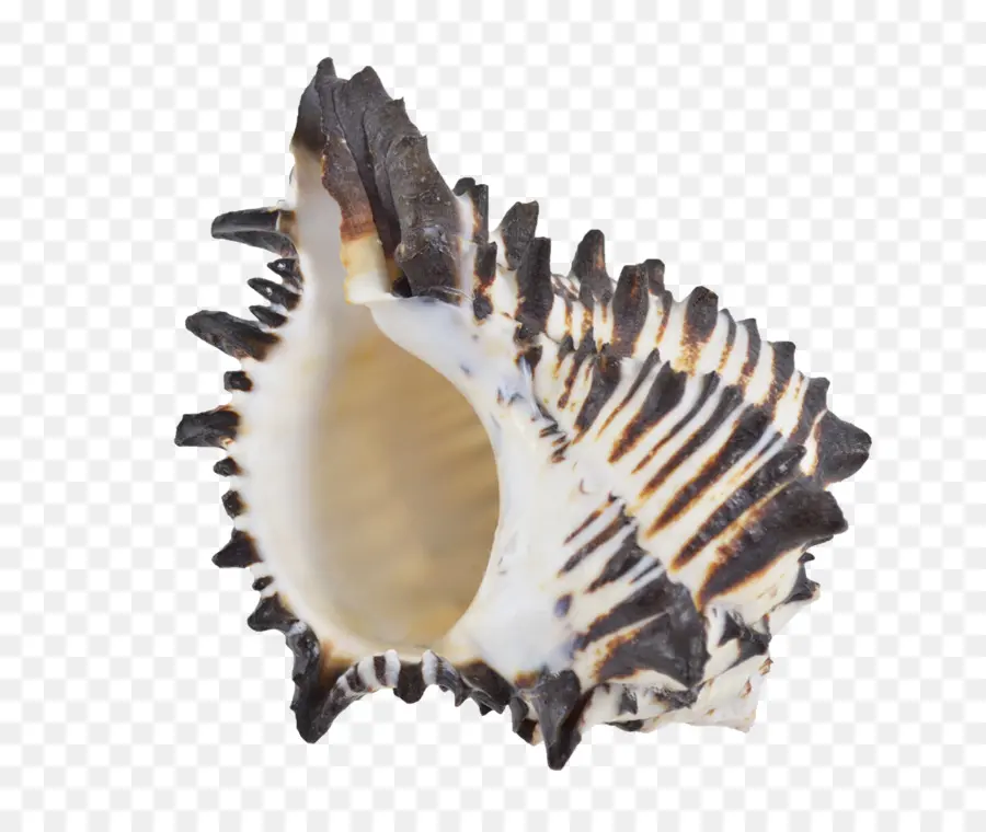 Coquille épineuse，Mer PNG