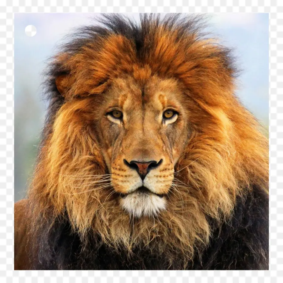 Lion，Sauvage PNG