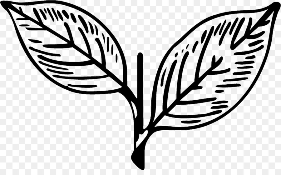 Dessin De Plante，Feuilles PNG