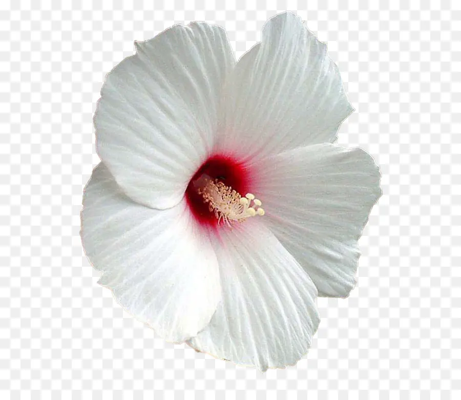 Fleur D'hibiscus Blanche，Fleur PNG