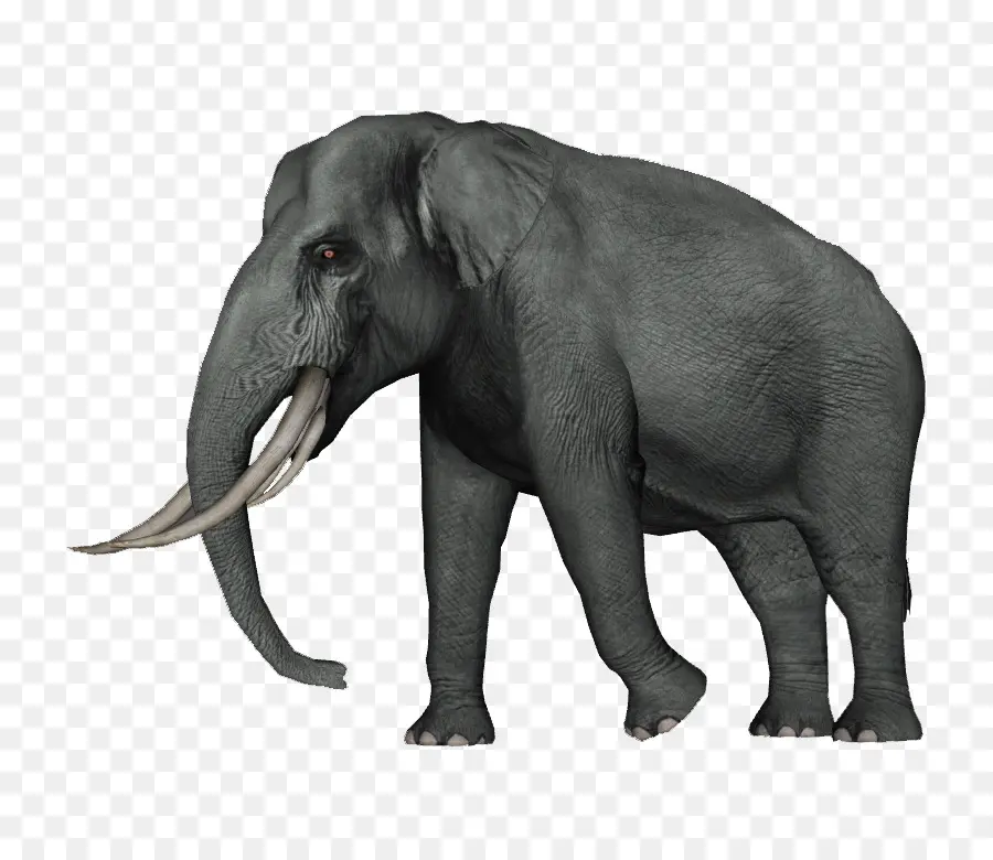 Éléphant，Défenses PNG