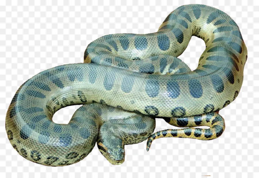 Anaconda，Serpent PNG