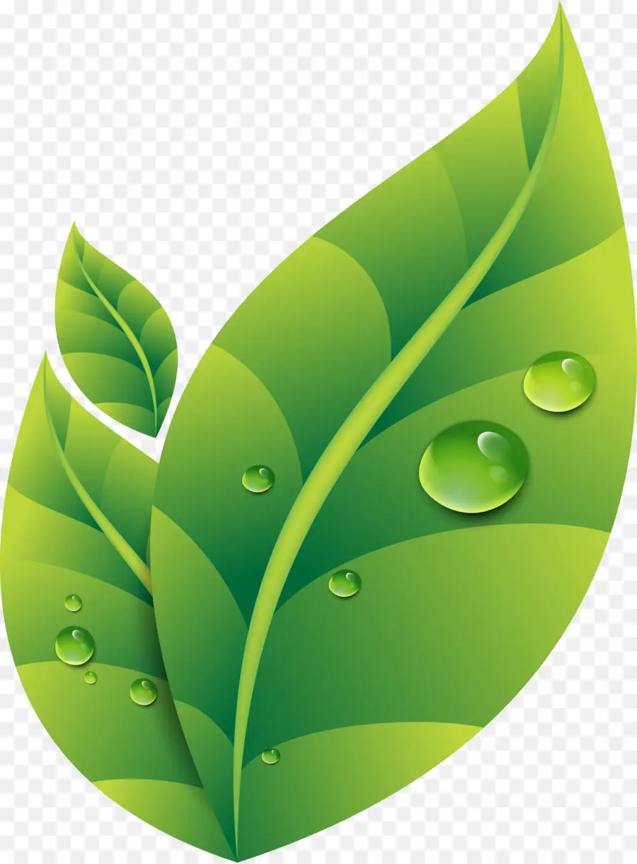 Feuilles Vertes，Feuilles PNG