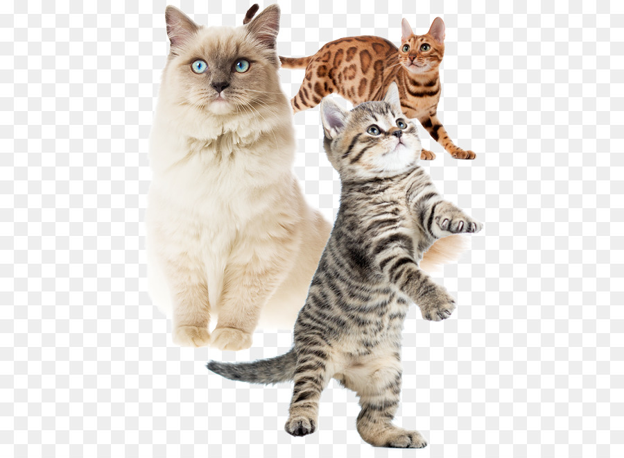 Chats，Chatons PNG