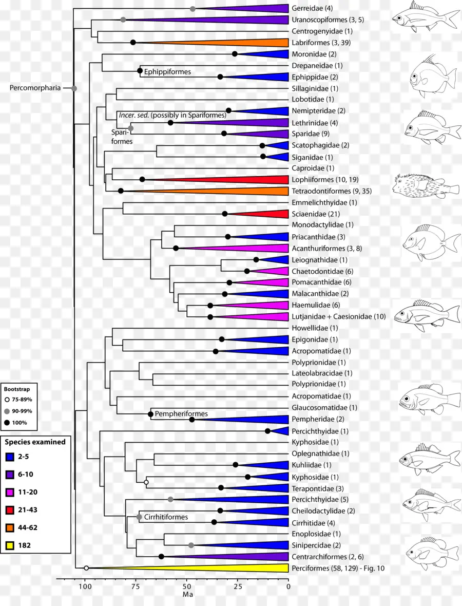 Arbre Phylogénétique，Perciformes PNG