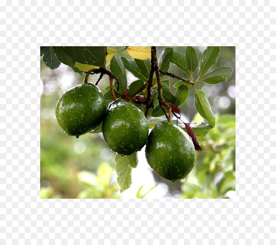 Fruit，Arbre Fruitier PNG