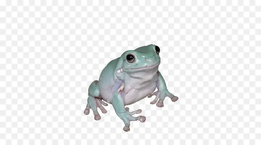 Grenouille Bleue，Grenouille PNG