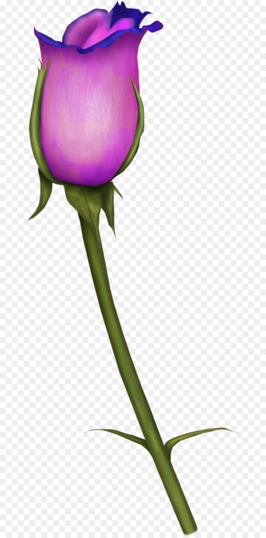 Fleur，Rose Bleue PNG