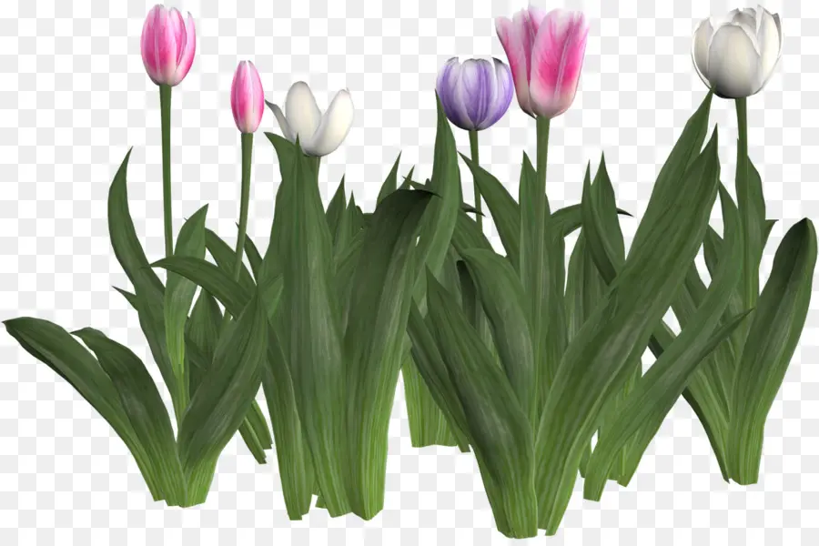 Tulip，Fleur PNG