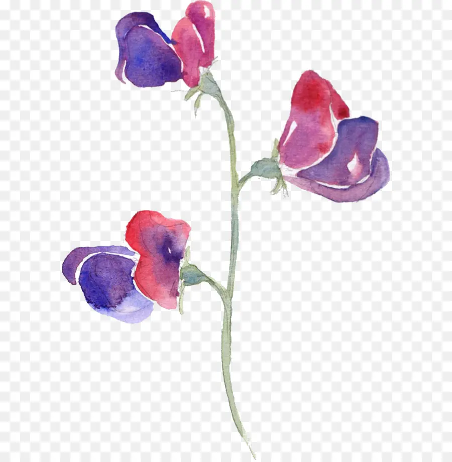 Fleurs Aquarelles，Fleurs PNG