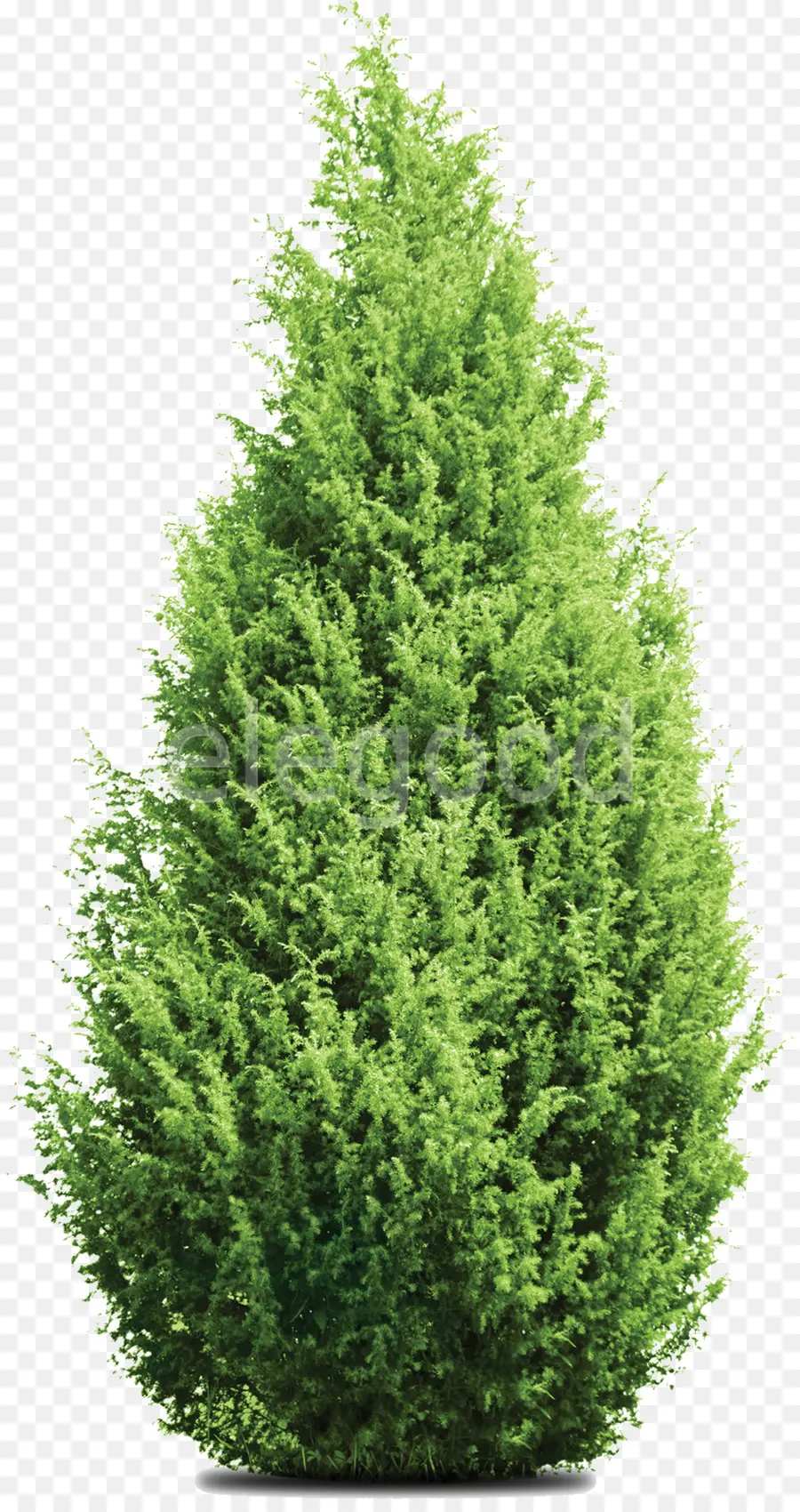 Arbre Vert，Nature PNG