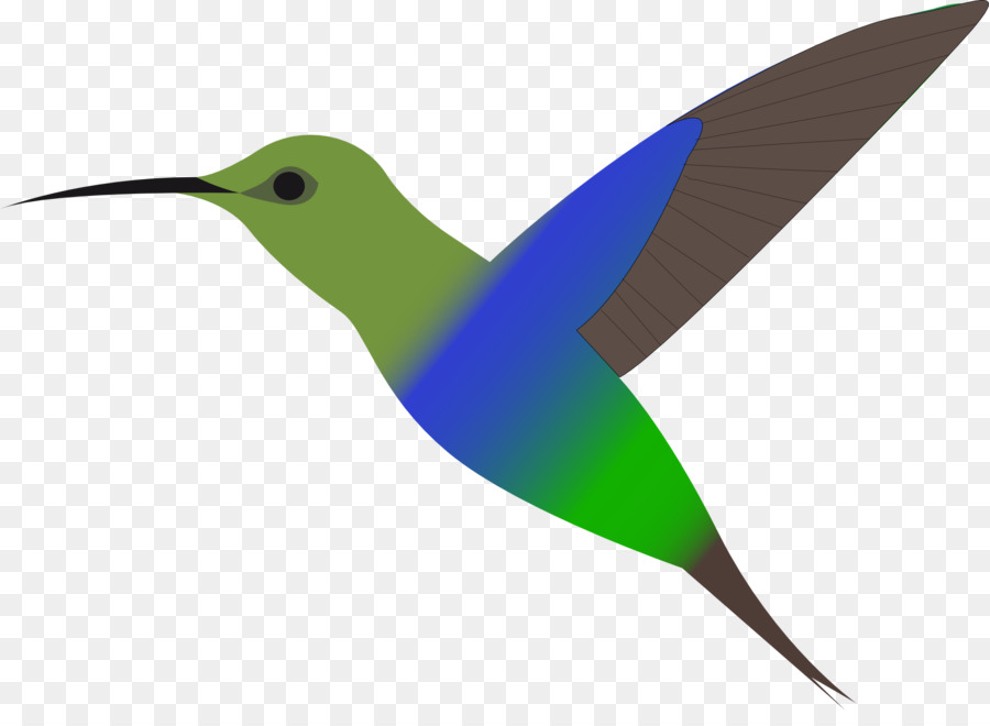 Colibri，Coloré PNG