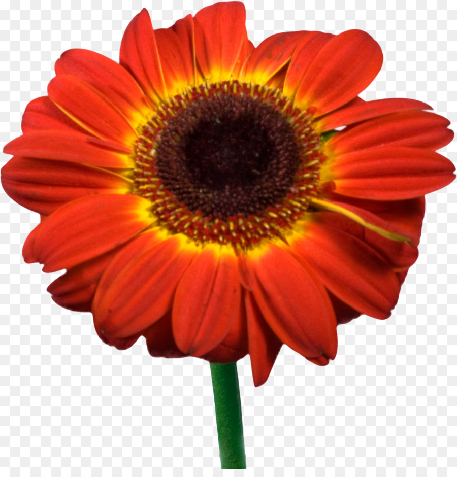 Fleur Rouge，Fleur PNG