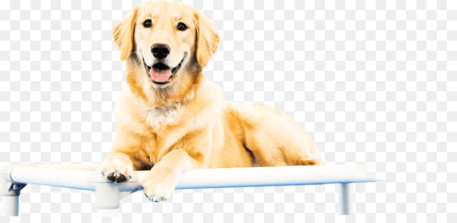 Golden Retriever，Chiot PNG