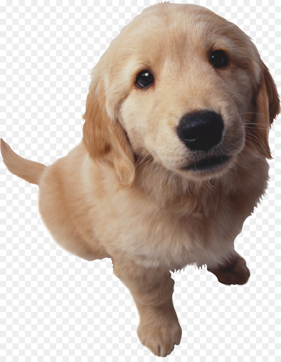 Chiot，Chien PNG