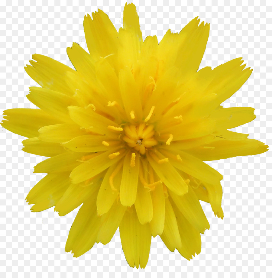 Fleurs Jaunes，Floraison PNG