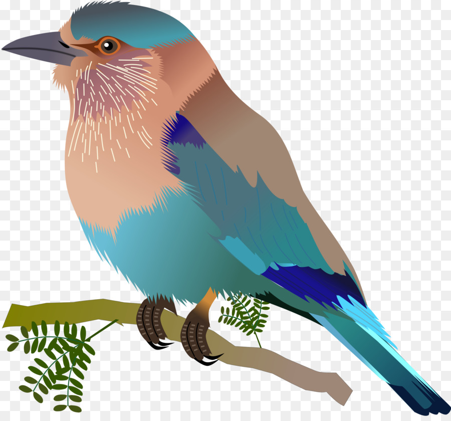 Oiseau，Rouleau Indien PNG