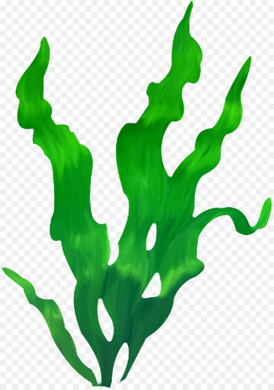 Les Algues，Plante PNG